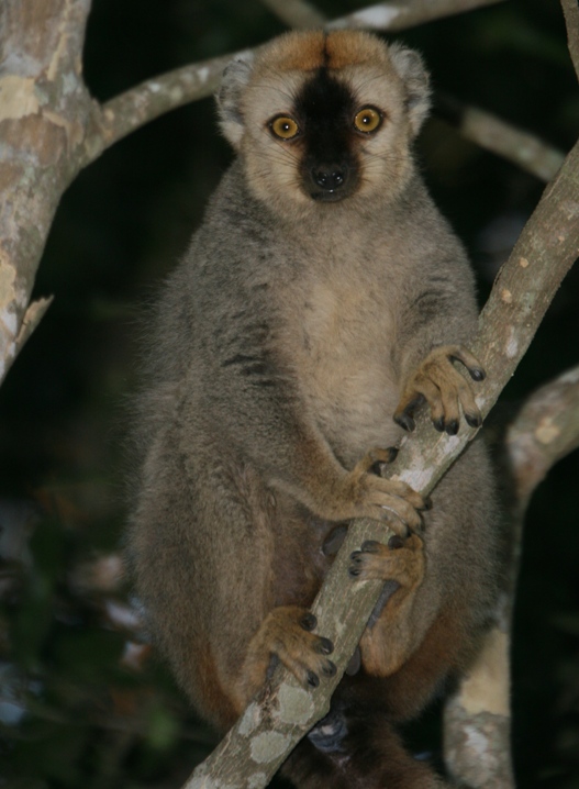 lemur